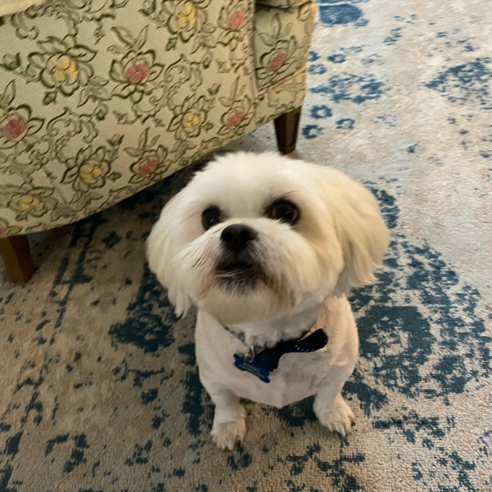 Meet your Posher, Madel